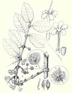 Uncaria tomentosa Cat Uncaria tomentosa Cat